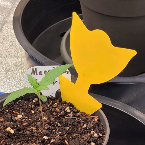 Mexy growlog timeline photo
