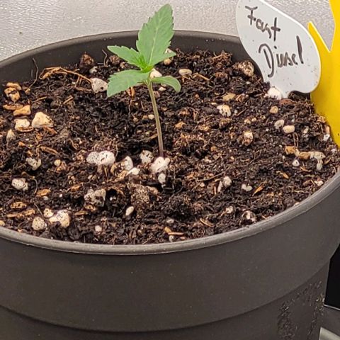 Mexy growlog timeline photo