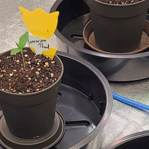 Mexy growlog timeline photo