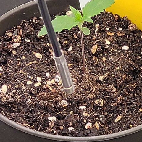Mexy growlog timeline photo