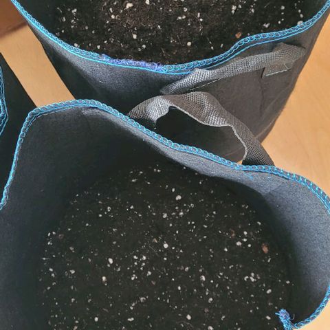 Mexy growlog photo: Heute wurde die Living Soil noch mal Befeuchtet u in die end Töpfe gemacht.
Dabei das unteren Drittel noch mal 1 % an gedüngt und Paar Pferdemist Pellet dazu.
Noch mal etwas Perlite u Wurmhumus ein gebracht u im oberen Erdbereich Hühnermist Pellets. Nun steht es noch mal Warm und Dunkel
