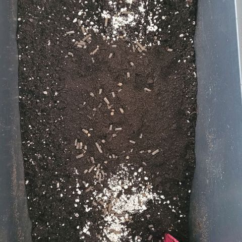 Mexy growlog photo: Heute wurde die Living Soil noch mal Befeuchtet u in die end Töpfe gemacht.
Dabei das unteren Drittel noch mal 1 % an gedüngt und Paar Pferdemist Pellet dazu.
Noch mal etwas Perlite u Wurmhumus ein gebracht u im oberen Erdbereich Hühnermist Pellets. Nun steht es noch mal Warm und Dunkel