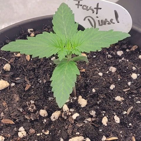 Fast Diesel growlog timeline photo