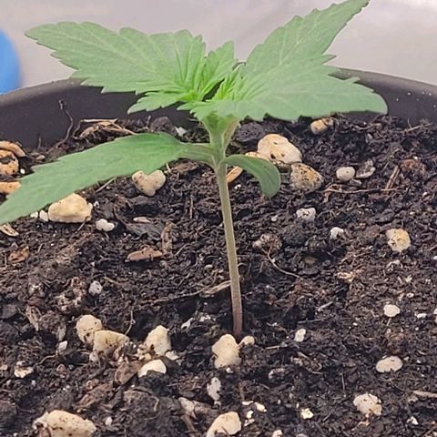 Fast Diesel growlog timeline photo