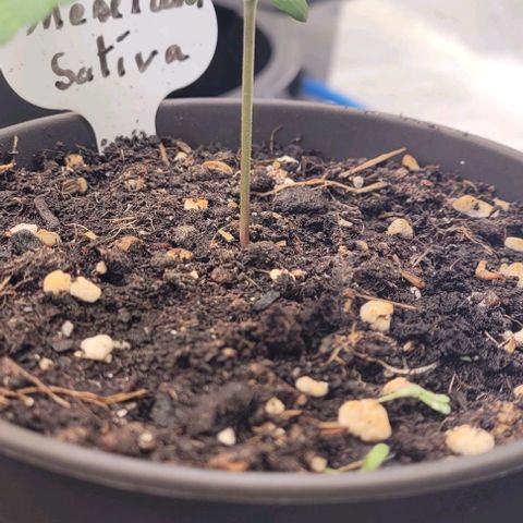 Mexy growlog timeline photo