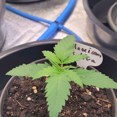Mexy growlog timeline photo