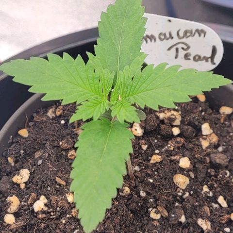 Pearly of Jamaica growlog timeline photo
