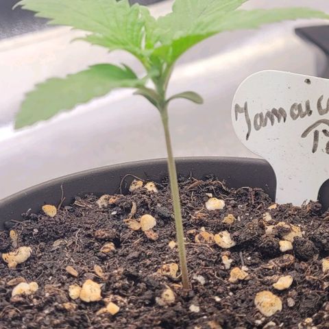 Pearly of Jamaica growlog timeline photo