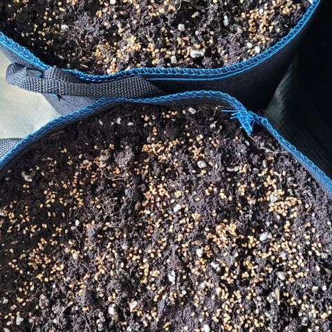 Pearly of Jamaica growlog photo: Der endtopf steht u wartet auf den Einsatz u bis dahin kann die Erde weiter Reifen, das Leben darin aufbauen