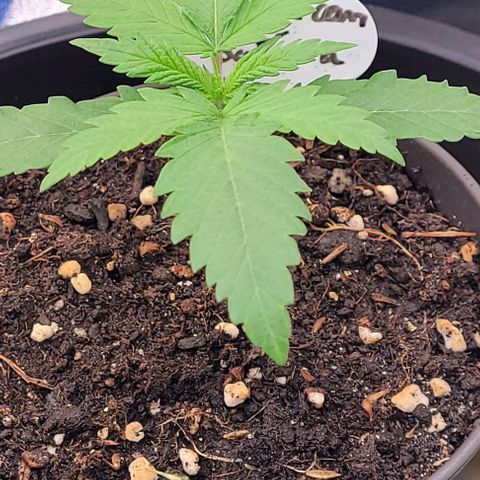Mexy growlog timeline photo