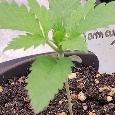 Pearly of Jamaica growlog timeline photo
