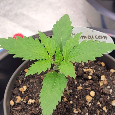 Pearly of Jamaica growlog timeline photo