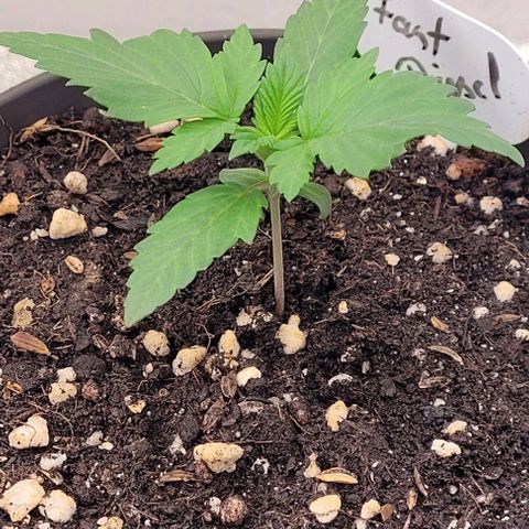 Fast Diesel growlog timeline photo