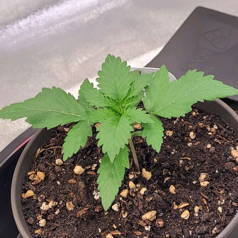 Fast Diesel growlog timeline photo
