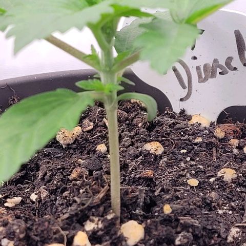 Fast Diesel growlog timeline photo