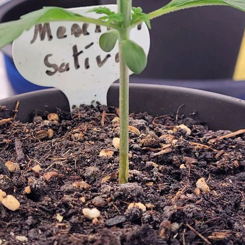 Mexy growlog timeline photo