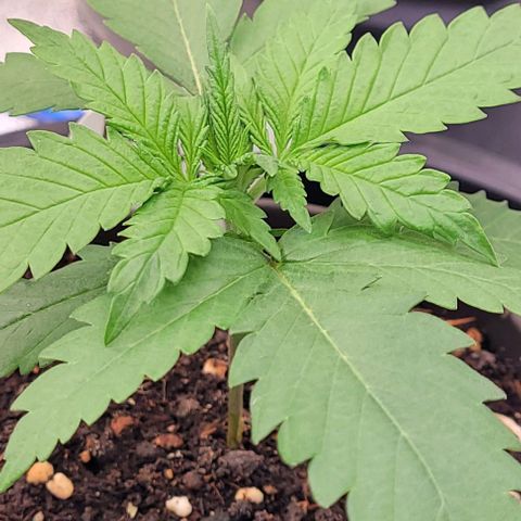 Mexy growlog timeline photo