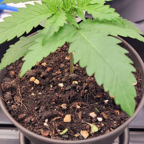 Mexy growlog timeline photo