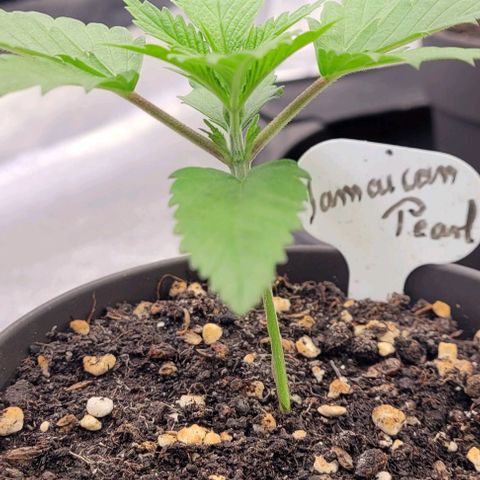 Pearly of Jamaica growlog timeline photo