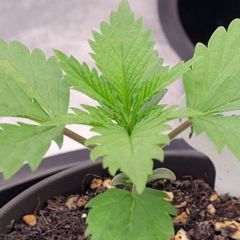 Pearly of Jamaica growlog timeline photo