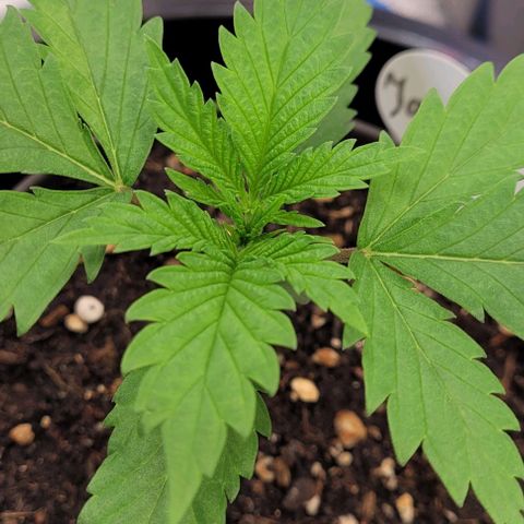 Pearly of Jamaica growlog timeline photo