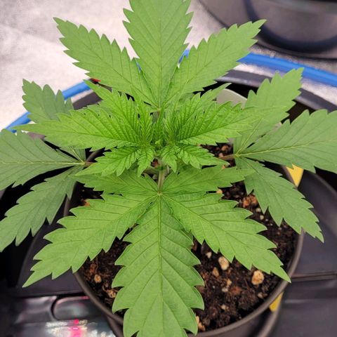 Pearly of Jamaica growlog photo: Die letzten Bilder im Anzucht Topf heute