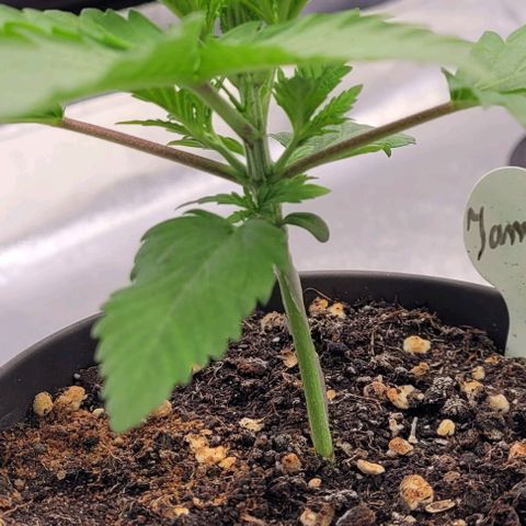 Pearly of Jamaica growlog photo: Die letzten Bilder im Anzucht Topf heute