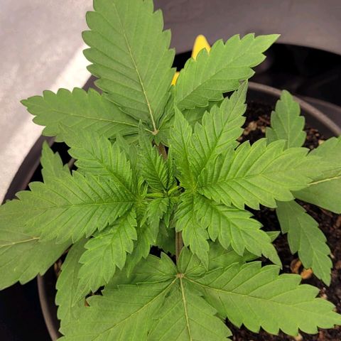 Fast Diesel growlog photo: Die letzten Bilder im Anzucht Topf