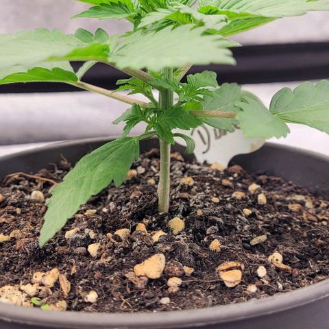 Fast Diesel growlog photo: Die letzten Bilder im Anzucht Topf
