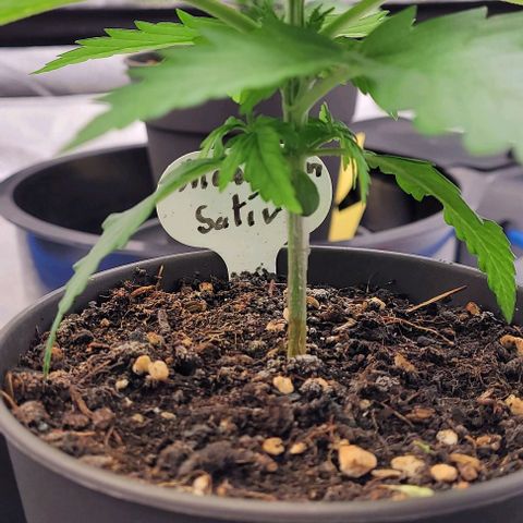 Mexy growlog photo: Die letzten Bilder im Anzucht Topf