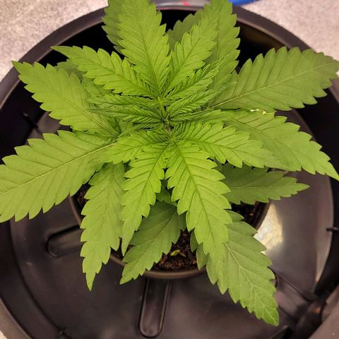 Mexy growlog photo: Die letzten Bilder im Anzucht Topf