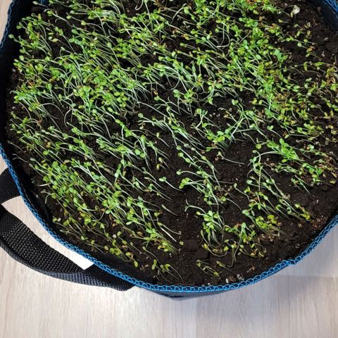 Fast Diesel growlog photo: Der Endtopf mit Rotklee 