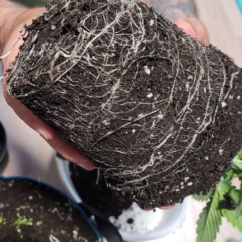 Fast Diesel growlog photo: Mit der Hoffnung das der Rotklee wieder hervor tritt