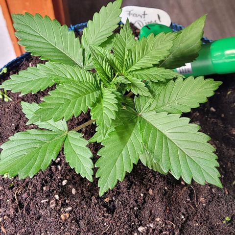 Fast Diesel growlog photo: Mit der Hoffnung das der Rotklee wieder hervor tritt