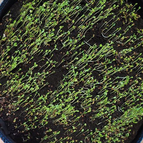 Pearly of Jamaica growlog photo: Nun wird der Topf genommen um eine Dame darin zu Platzieren