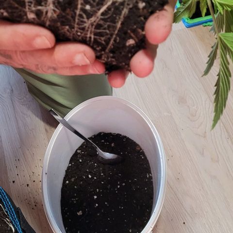 Pearly of Jamaica growlog timeline photo
