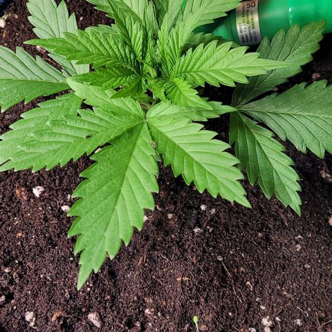 Pearly of Jamaica growlog photo: Man sieht vom schönen Rotklee erst mal nix mehr . Hoffe der kommt wieder