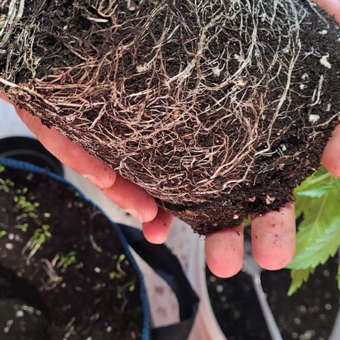 Mexy growlog timeline photo