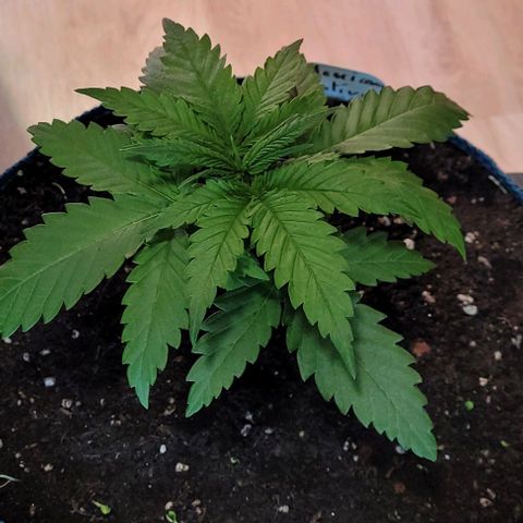 Mexy growlog timeline photo