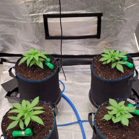 Mexy growlog photo: Ab heute um getopft und in der Wachstum Phase an gekommen