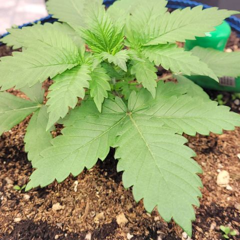 Fast Diesel growlog timeline photo