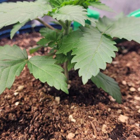 Fast Diesel growlog timeline photo