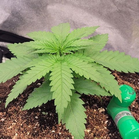 Mexy growlog timeline photo