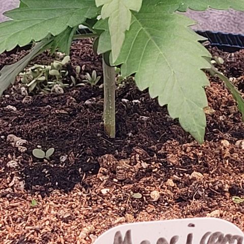 Mexy growlog timeline photo