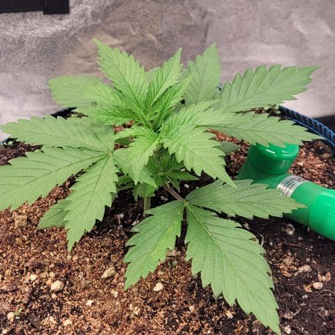 Pearly of Jamaica growlog timeline photo