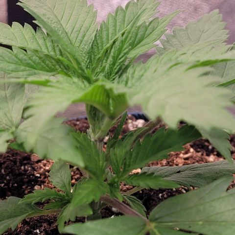 Pearly of Jamaica growlog timeline photo