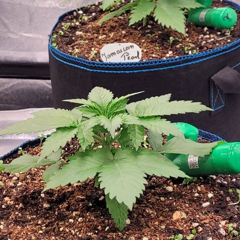 Mexy growlog timeline photo