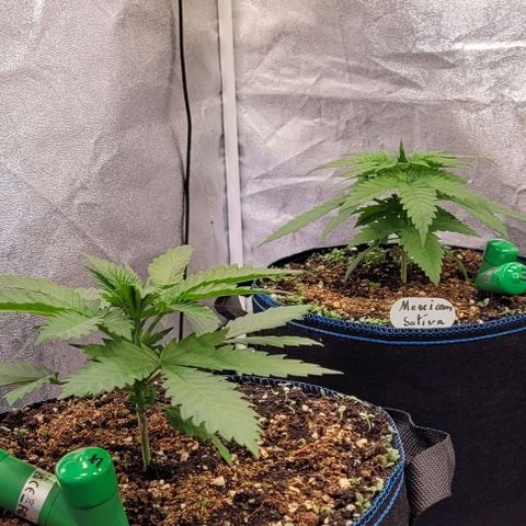 Mexy growlog timeline photo