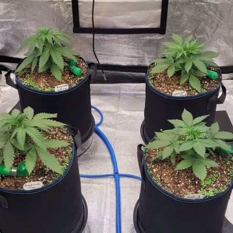 Mexy growlog photo: Alle auf einen Blick