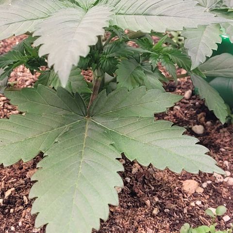 Fast Diesel growlog timeline photo